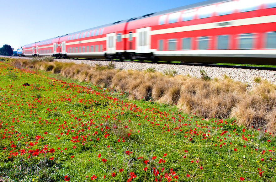 Israeli train passing through an anemone flower field. (Shutterstock/JTA) 