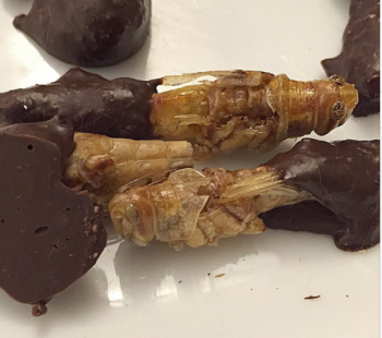 Chocolate-covered locusts from the dinner. (YeahThat'sKosher/Instagram)