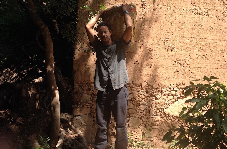 A Moroccan worker carrying etrogs on a grove in Assads, Morocco, Sept. 7, 2015.