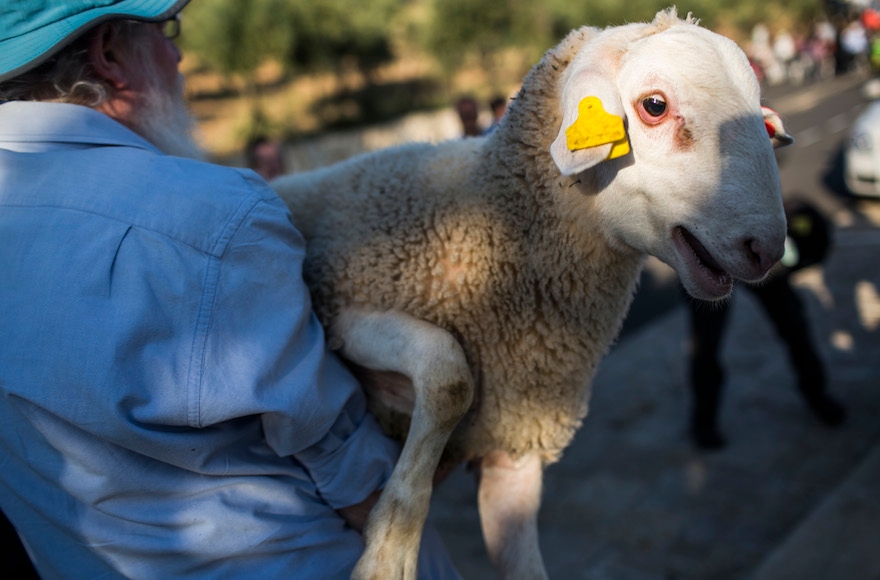 A sheep being carried to a Passover sacrifice 'practice' ceremony at Beit Orot in East Jerusalem, on April 18, 2016.(Hadas Parush/Flash90)