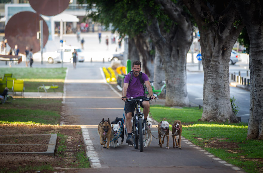 A dog walker plying his trade on a bicycle in central Tel Aviv, June 18, 2015. (Miriam Alster/Flash90)