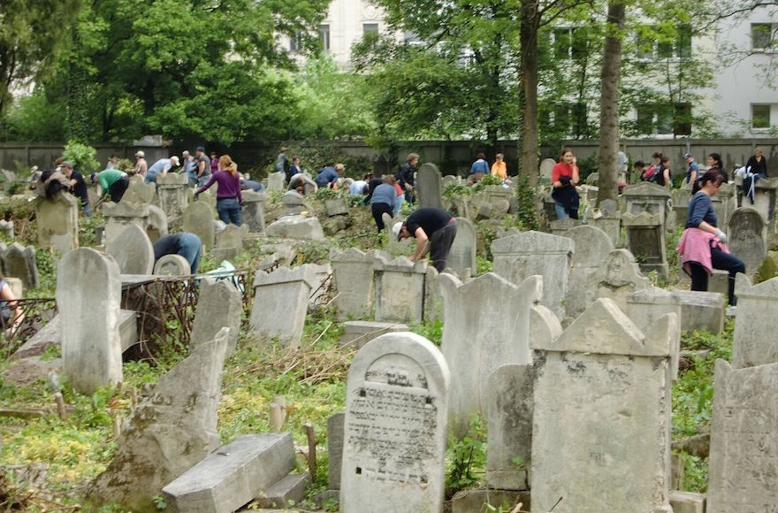 Volunteers working at Vienna's Waehringer Jewish Cemetery, Nov. 1, 2016. (Tina Walzer)