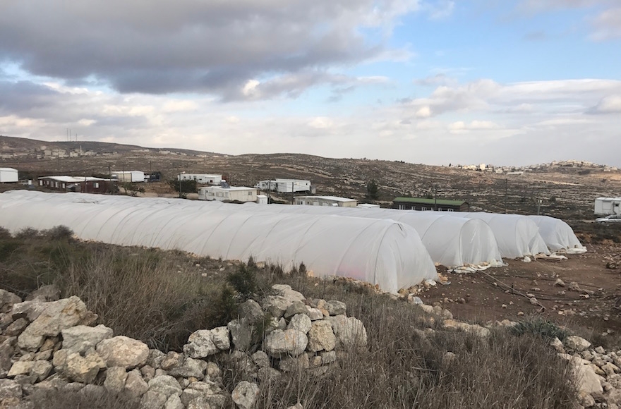 Greenhouses providing shelter to the hundreds of young people who have come to protest in Amona, the West Bank, Dec. 13, 2016. (Andrew Tobin)