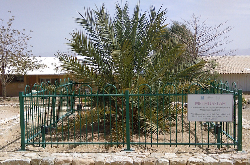 Methusaleh, a Judean Date Palm (Elaine Solowey)