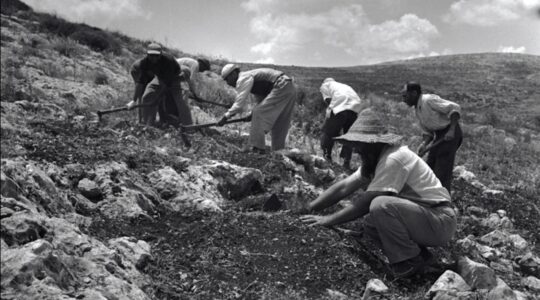 JNF planters in the Gilboa Mountains