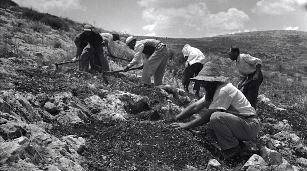 JNF planters in the Gilboa Mountains