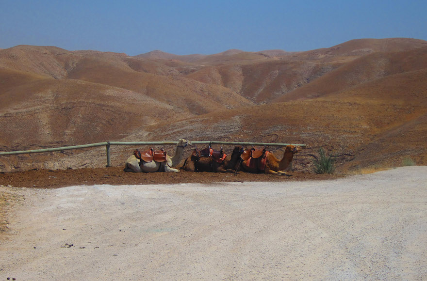 Camels resting at Genesis Land, a tourist attraction in the West Bank meant to give visitors a taste of life in biblical times. (Ben Sales)