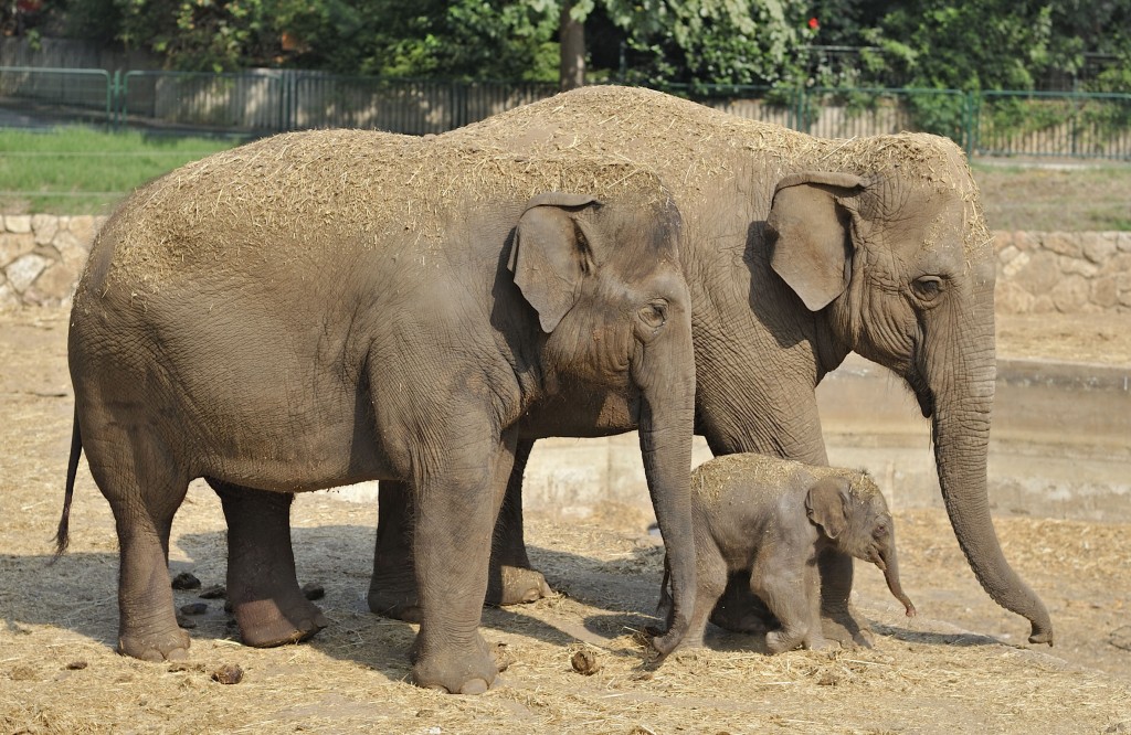 A newborn Asian elephant standing near its mother and grandmother at the Ramat Gan Safari, Aug. 2, 2013. (Tibor Jager/Ramat Gan Safari/FLASH90/JTA)