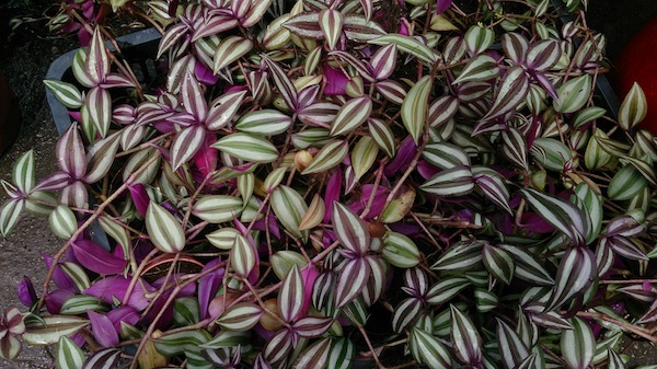 mature wandering jew plant