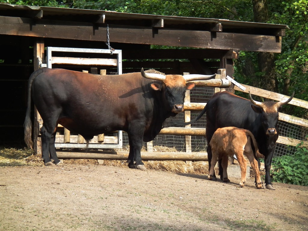 The Hecker breed of cows was developed by Nazi scientists in an effort to recreate an ancient ox-like creature.  (Wikimedia Commons)