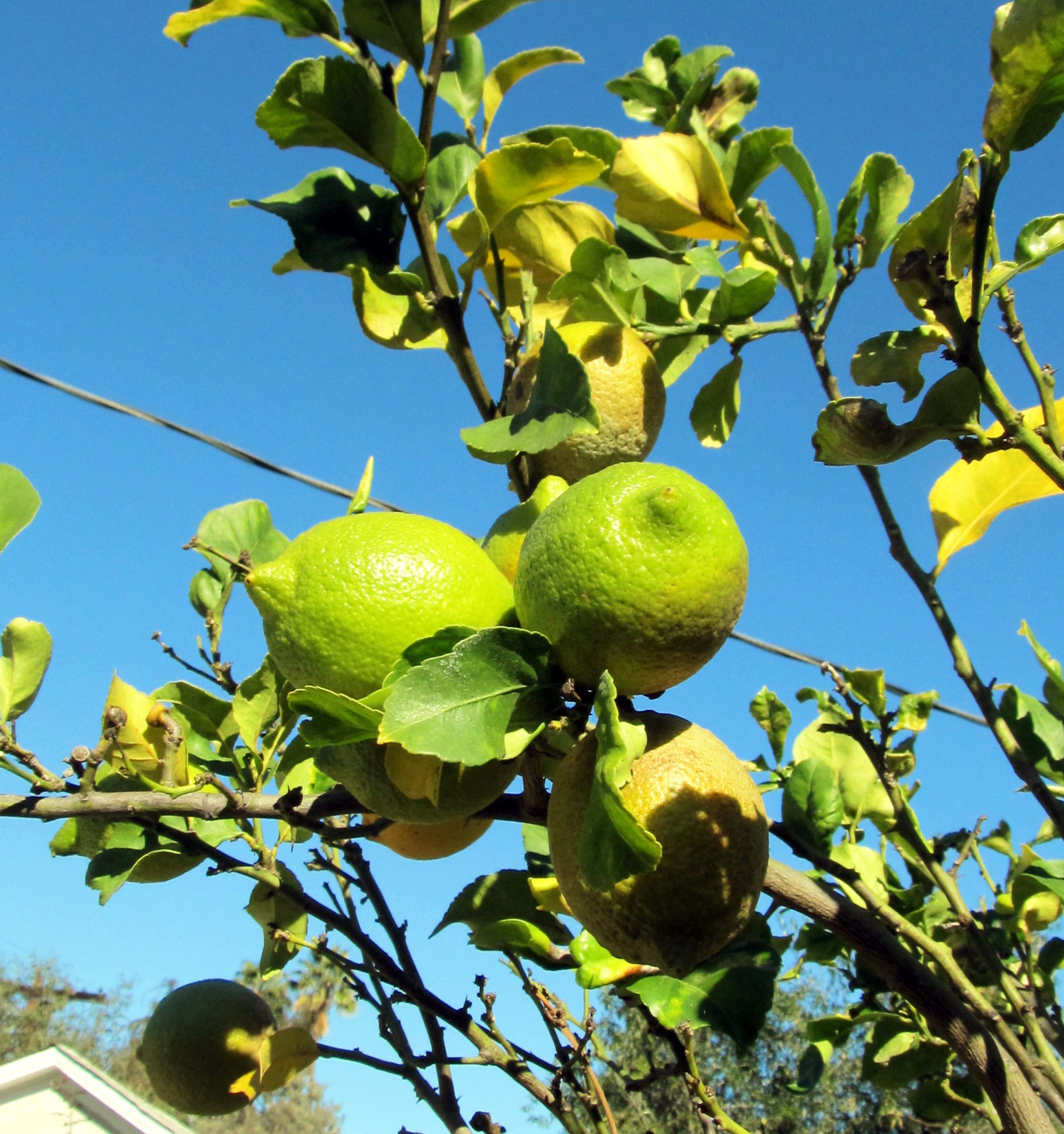 Lemon tree not very pretty: What's eating columnist Edmon J. Rodman's family tree? (Edmon J. Rodman)