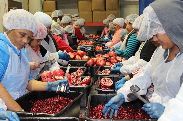 For two weeks every winter, laborers work in two eight-hour shifts daily to squeeze the 40,000 pounds of pomegranates used in Chesed 24/7's juice. (Uriel Heilman)