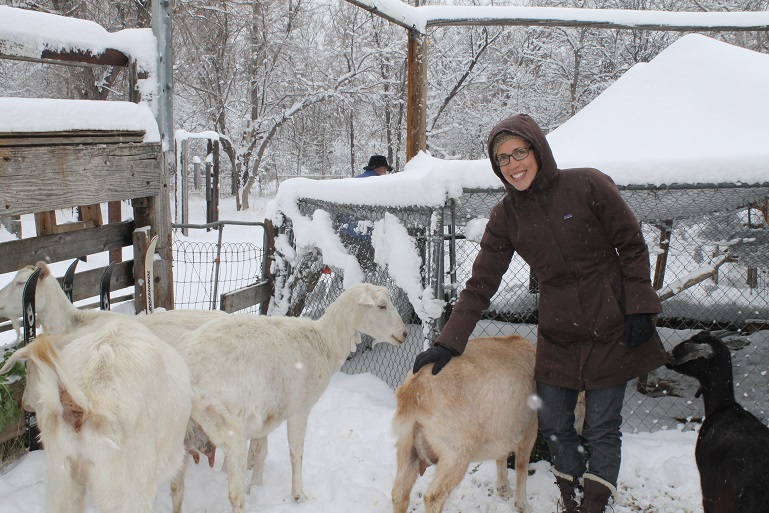 Becca Weaver, farm and sustainability director for Boulder's JCC, says that getting out and spending an hour or so milking the goats at the JCC's co op is great therapy for the average person. (Uriel Heilman)