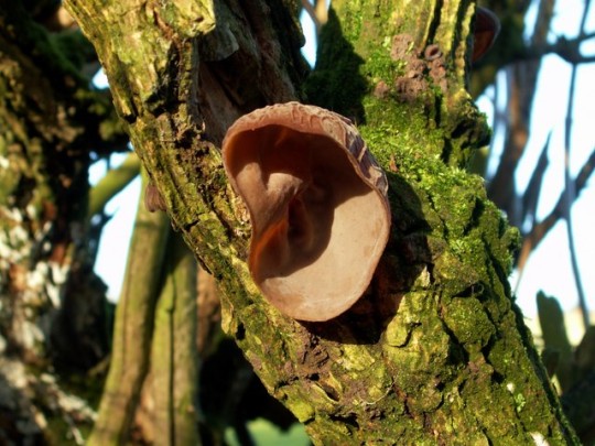 Why This Weird-Looking Mushroom is Called Jew's Ear