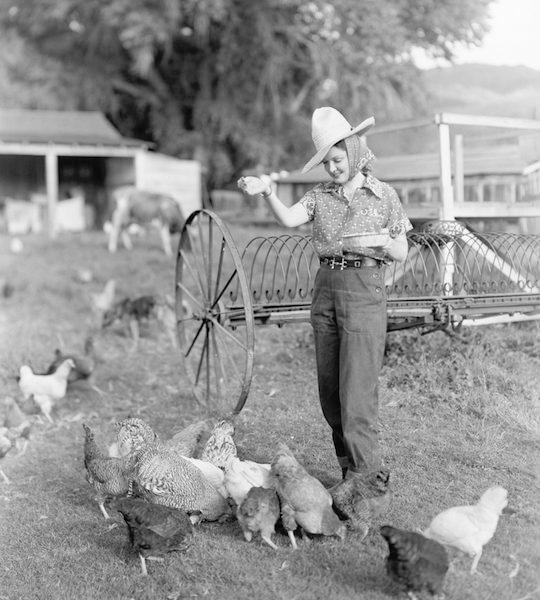 The Utopian Jewish Chicken Farmers of Petaluma, CA