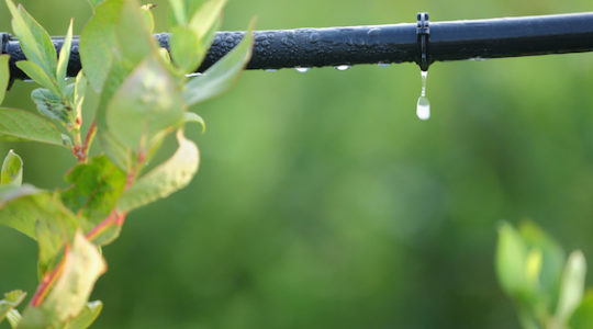 The Jew Who Invented Drip Irrigation