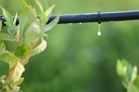 The Jew Who Invented Drip Irrigation