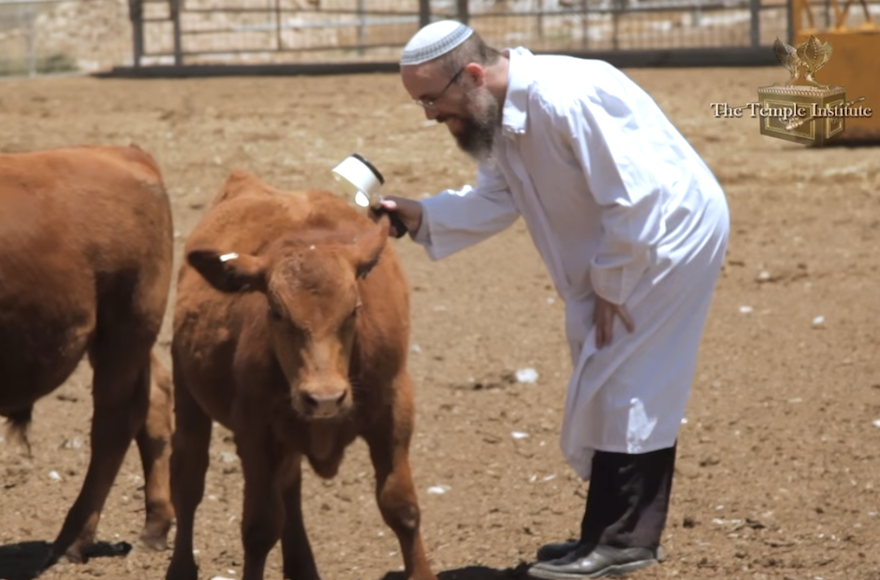 A cow being inspected in a video for The Temple Institute's Indiegogo fundraising campaign. (Screenshot: YouTube) 