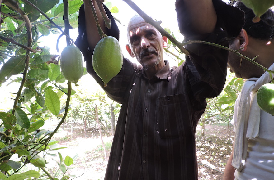 Jewish merchants come from around the world to buy from Moroccan etrog growers like Mohammed Douch, Assads, Morocco, Sept. 7, 2015. (Ben Sales)