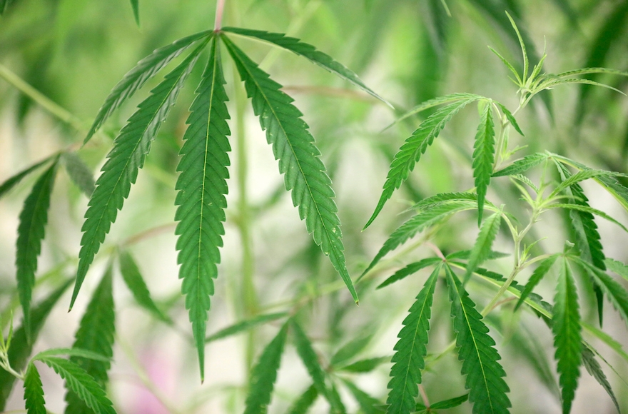 Marijuana growing in a medical marijuana production facility in Toronto, Oct. 16, 2015. (Richard Lautens/Toronto Star via Getty Images)