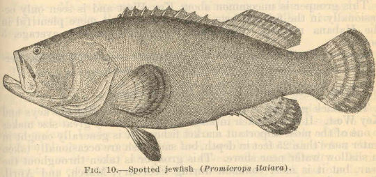 Jewfish