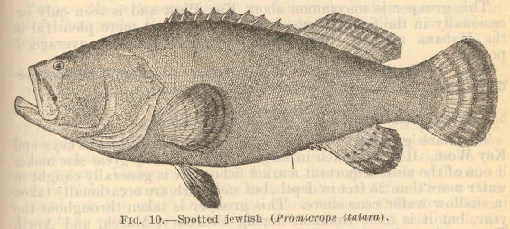 Jewfish