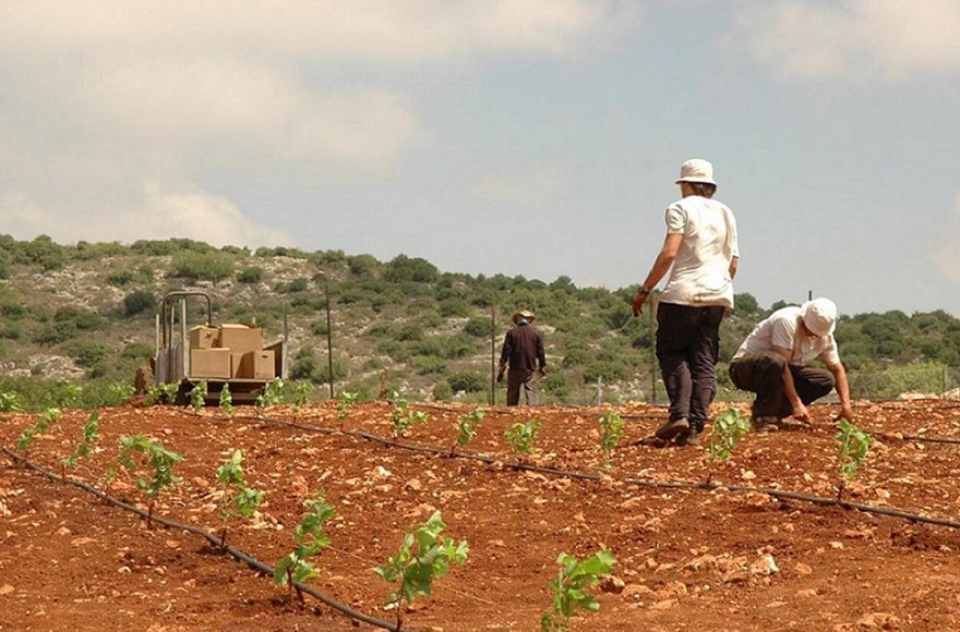 Kishorit, a kibbutz in the western Galilee, is home to those with mental illness and those with other disabilities. (kishorit.org)