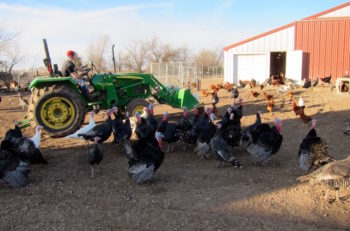 Life on the Good Shepherd Poultry Ranch. (Victor Wishna)