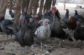 A flock of (mostly) Narragansett turkeys. (Yadidya Greenberg) 