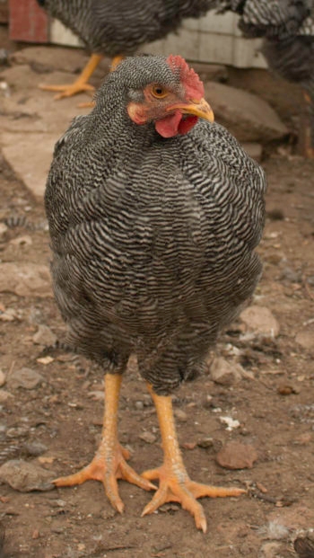 A Barred Rock chicken. (Yadidya Greenberg) 
