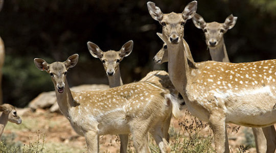 Israel's Persian Deer Heist of 1978