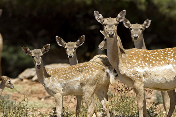 Israel's Persian Deer Heist of 1978