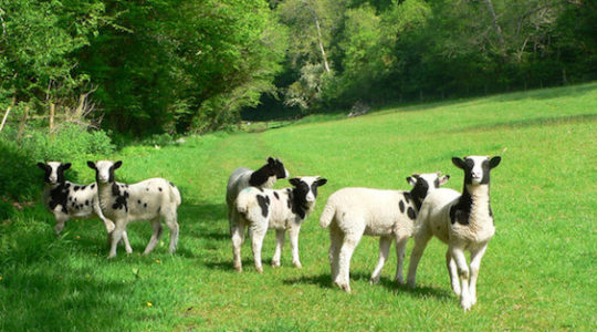 Make Way for Canadian Sheep Making Baa-aliyah