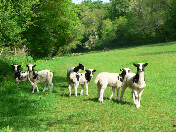 Make Way for Canadian Sheep Making Baa-aliyah