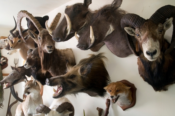 Torah Taxidermy in the Brooklyn Shtetl