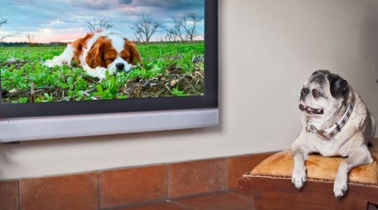 Israel's Weirdest Innovation is this TV Station for your Dog