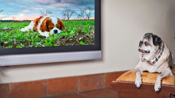 Israel's Weirdest Innovation is this TV Station for your Dog