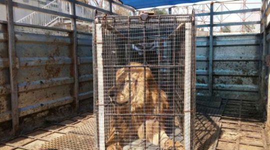 How This Sick Lion Left Gaza, Drove Through Israel, and Landed in the West Bank