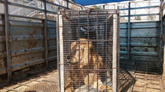 How This Sick Lion Left Gaza, Drove Through Israel, and Landed in the West Bank