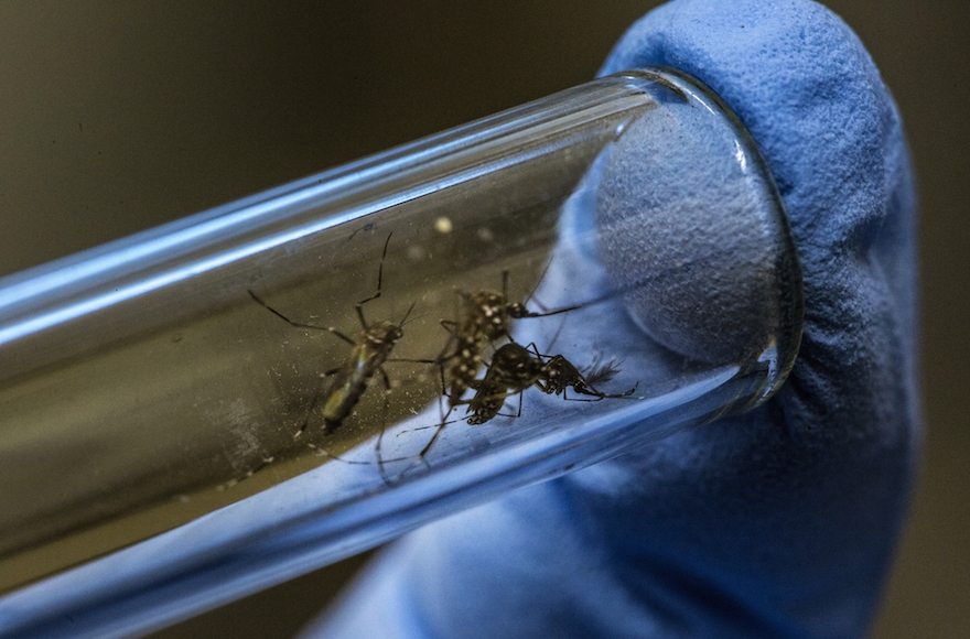 A lab technician handling the mosquito that causes the Zika virus at a research facility in Rio de Janeiro, Brazil, Feb. 19, 2016. (Dado Galdieri/Bloomberg via Getty Images)