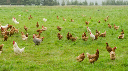 The Jewish Chicken Farmers of New Jersey