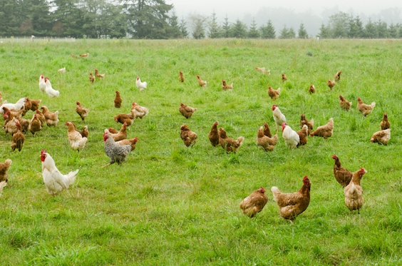 The Jewish Chicken Farmers of New Jersey