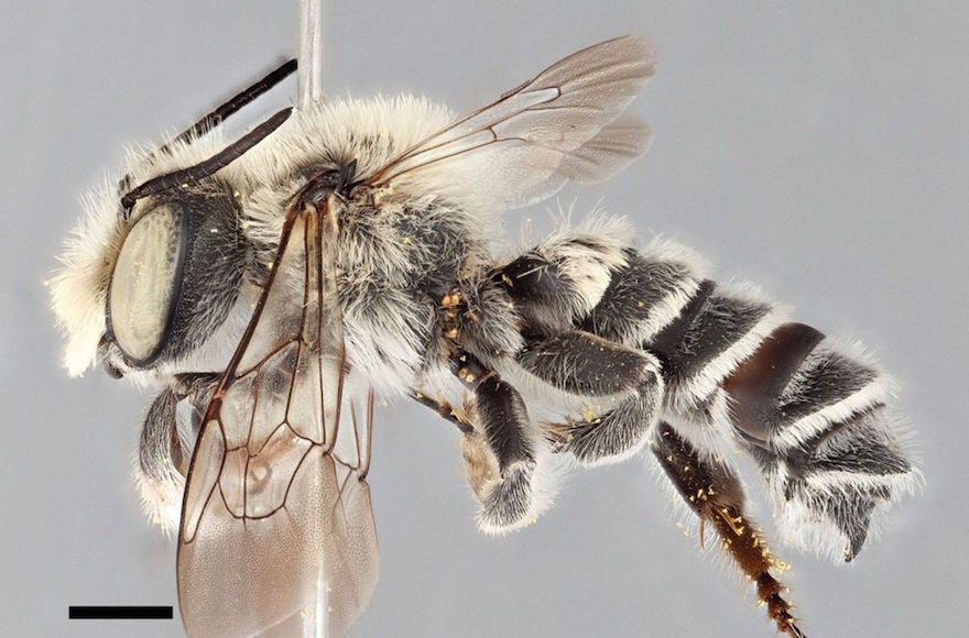 Megachile chomskyi (Wikimedia Commons)