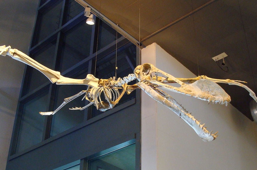 Coloborhynchus spielbergi (Wikimedia Commons)