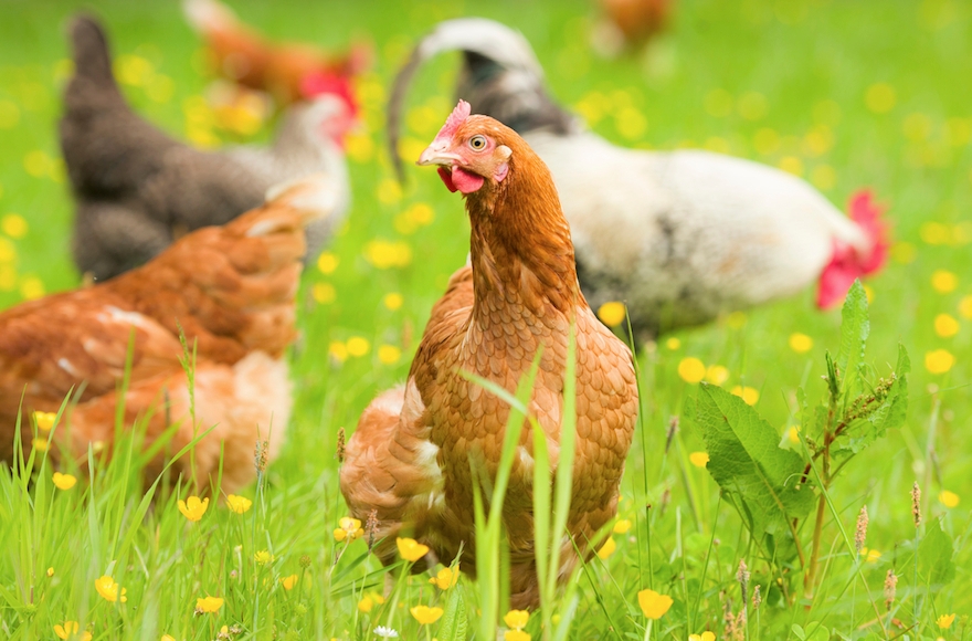 Chickens would be spared under a bioengineering method being developed by the Israeli food tech startup SuperMeat. (iStock)