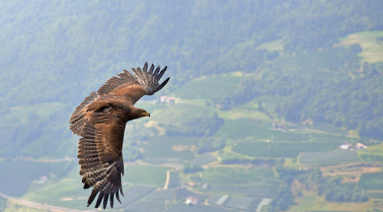 These Three Eagles Left Israel to Go Date in Europe