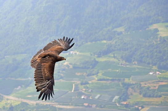 These Three Eagles Left Israel to Go Date in Europe