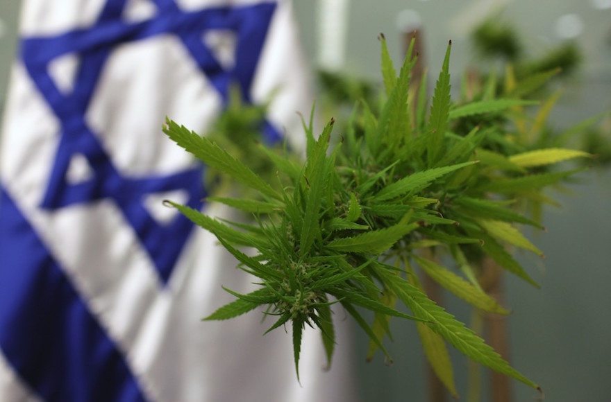 A cannabis plant was brought to the Knesset on Nov. 24, 2009 for the Labor Welfare and Health Committee, which was addressing the issue of medical marijuana. (Kobi Gideon/Flash 90)