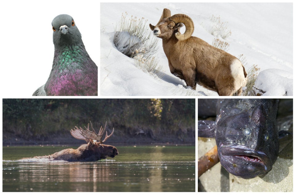 the top 10 surprisingly kosher animals and delicious ways ways of the world second edition
