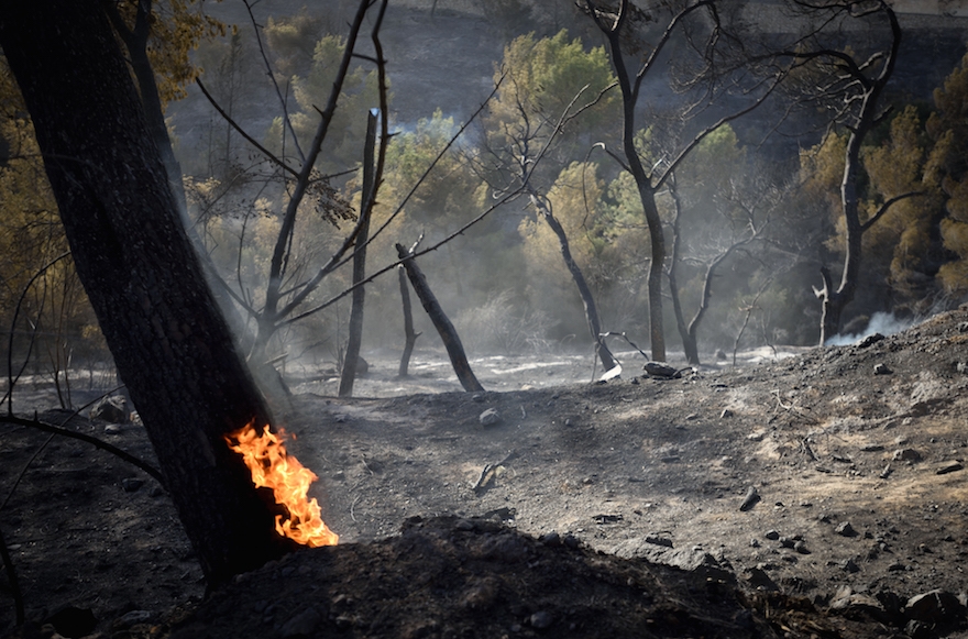 Trees aflame in the northern Israeli city of Haifa, Nov. 25, 2016. (Gili Yaari /Flash90)